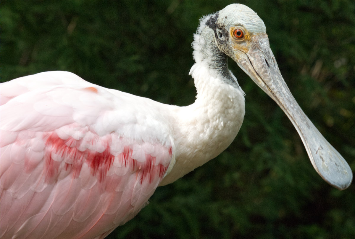 A rosette spoonbill bird looking side-eyed at the camera. Beautiful pink plumage, bright orange eye, interesting spoon-shaped bill, against a dark green leafy background.