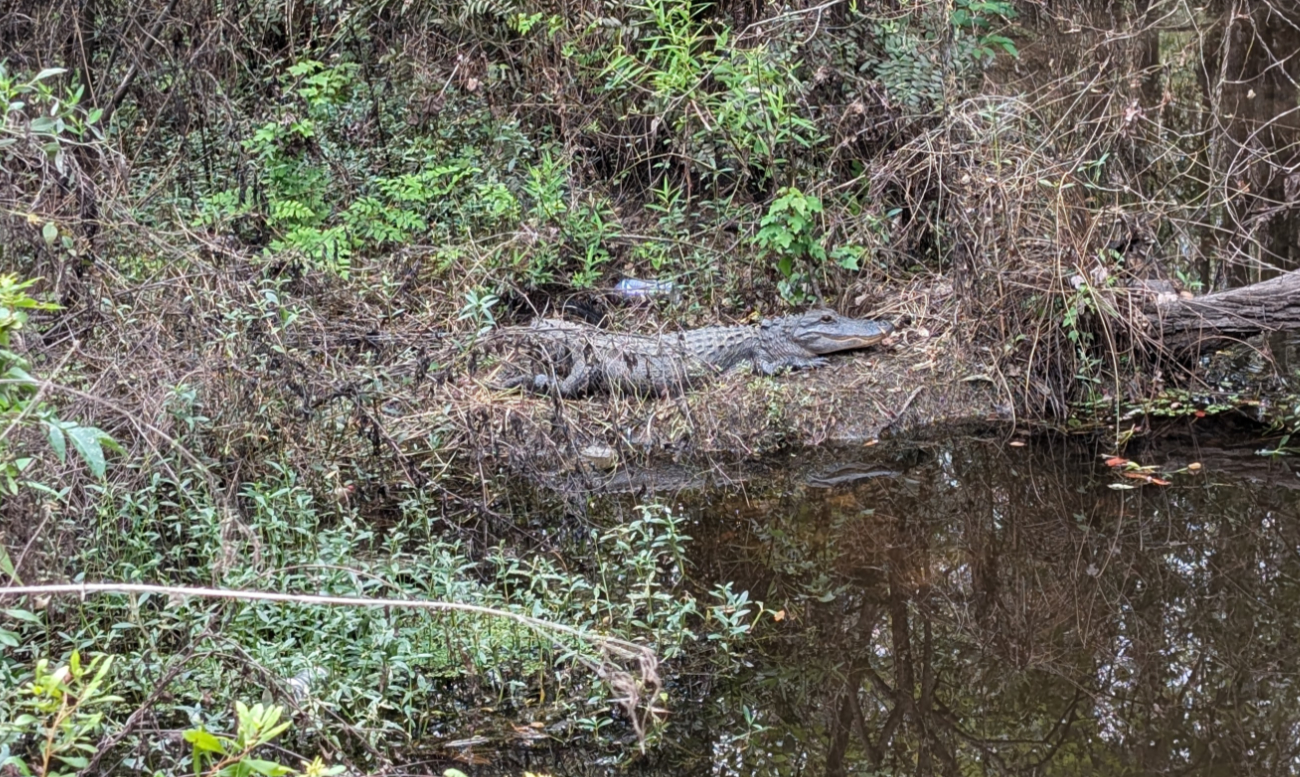 Largish Alligator on bank, warily looking at photographer, above a clear marsh pond