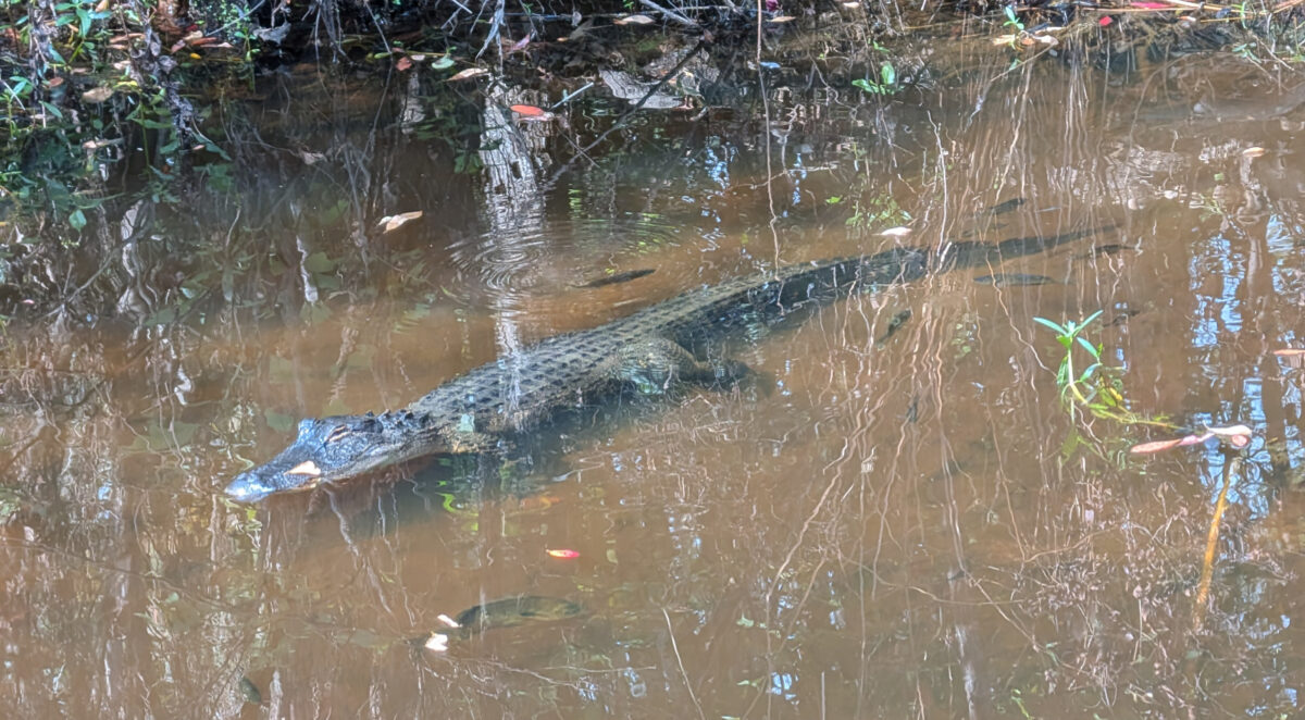 6 foot long alligator, laying in a pond of clear water, eyes partially closed, fish all around it.