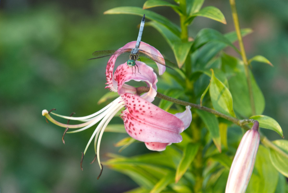 A blue dragonfly on a pink day lily with green foliage in the background