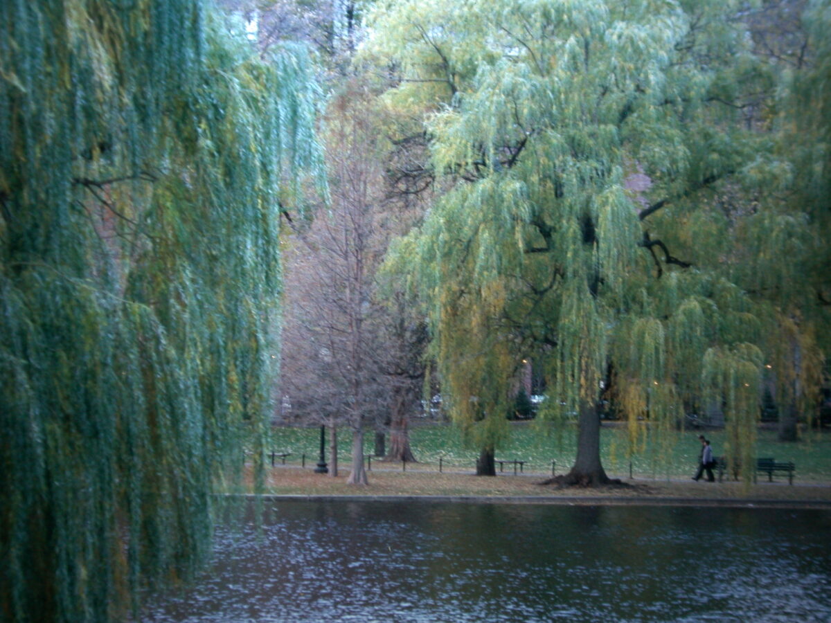 Soft focused trees, cloudy, around a lake. Across the lake in the distance a single couple is walking. Fall leaves on ground.