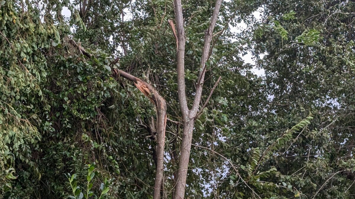 Two tree trunks, one twisted and broken, the other straight and relatively unharmed