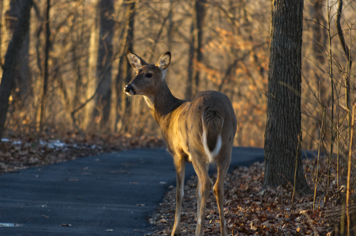 White tailed doe standing on path, facing away from camera but head turned to her left. Late fall trees, last light of the day casting warm glow