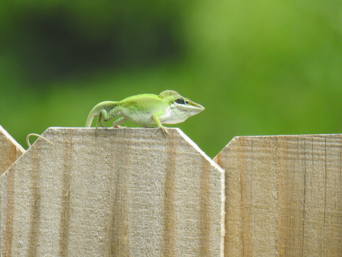 Male anole (small lizard) green with color flashing, strutting across a new fence like he owns it, soft green background