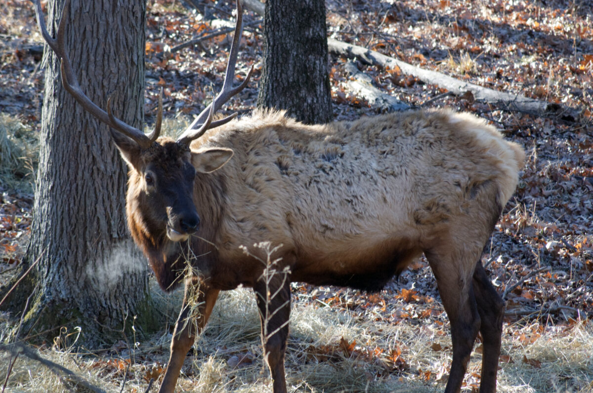 Male elk with large antler rack, breath visible because it's a cold winter day, afternoon light, barren forested background