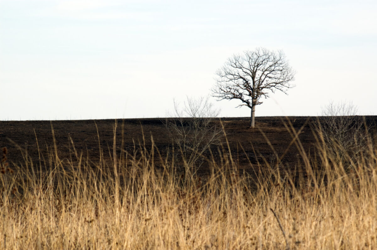 Lone, leafless tree in barren field. Tall golden weeds in front