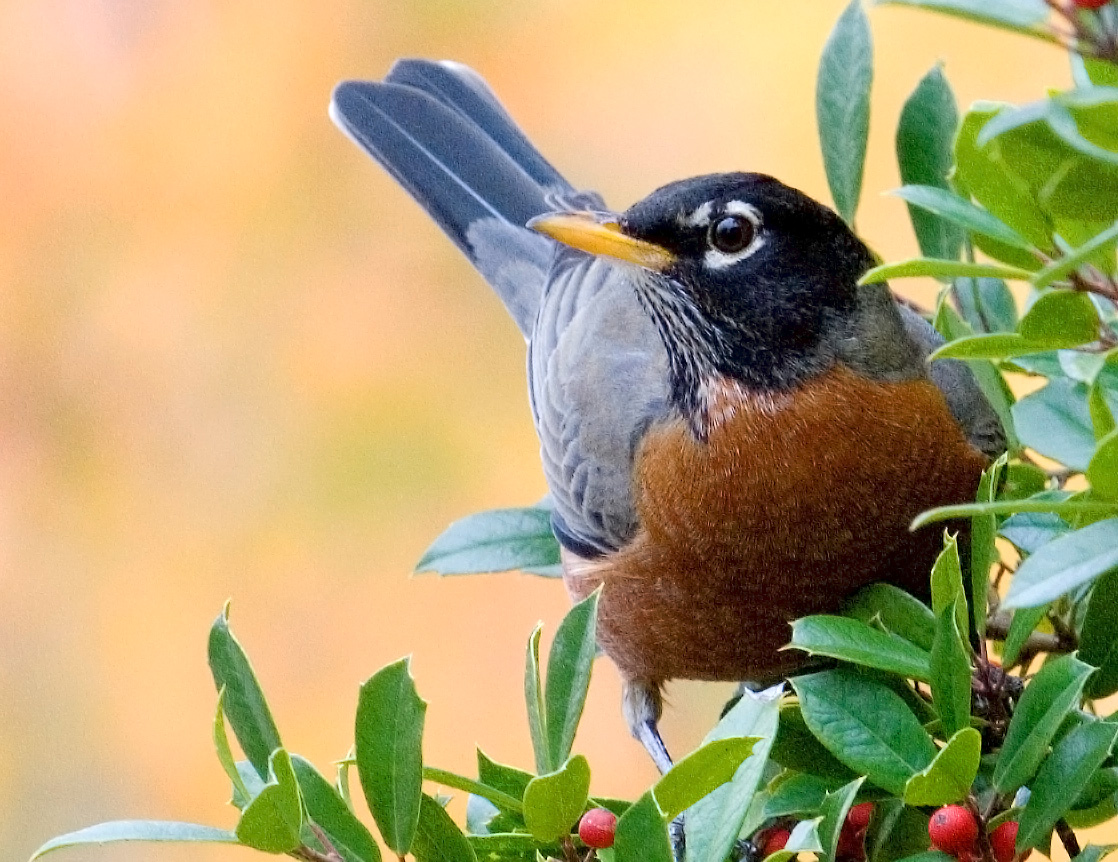 American male robin, looking directly at camera, in a holly tree with red berries. Background, muted fall colors